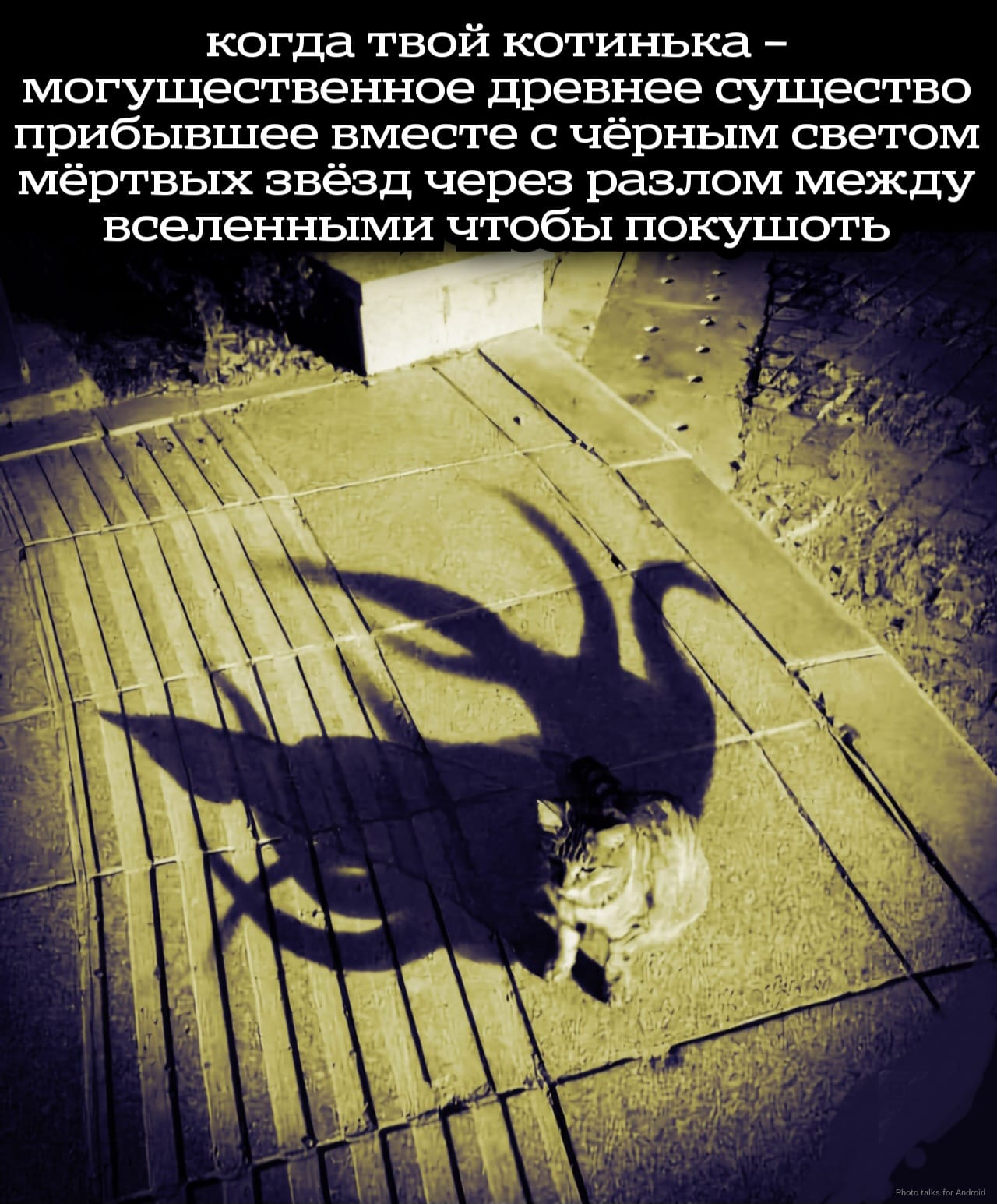 когда твой котинька - могущественное древнее существо прибывшее вместе с чёрным светом мёртвых звёзд через разлом между вселенными чтобы покушоть Photo talks for Android