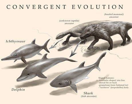 CONVERGENT EVOLUTION (hoofed mammal) (unknown reptile). ancestor Ichthyosaur -fordlimbs shaped into fine "foxiform" (torpedolike) body Dolphin Shark (lish ancestor)