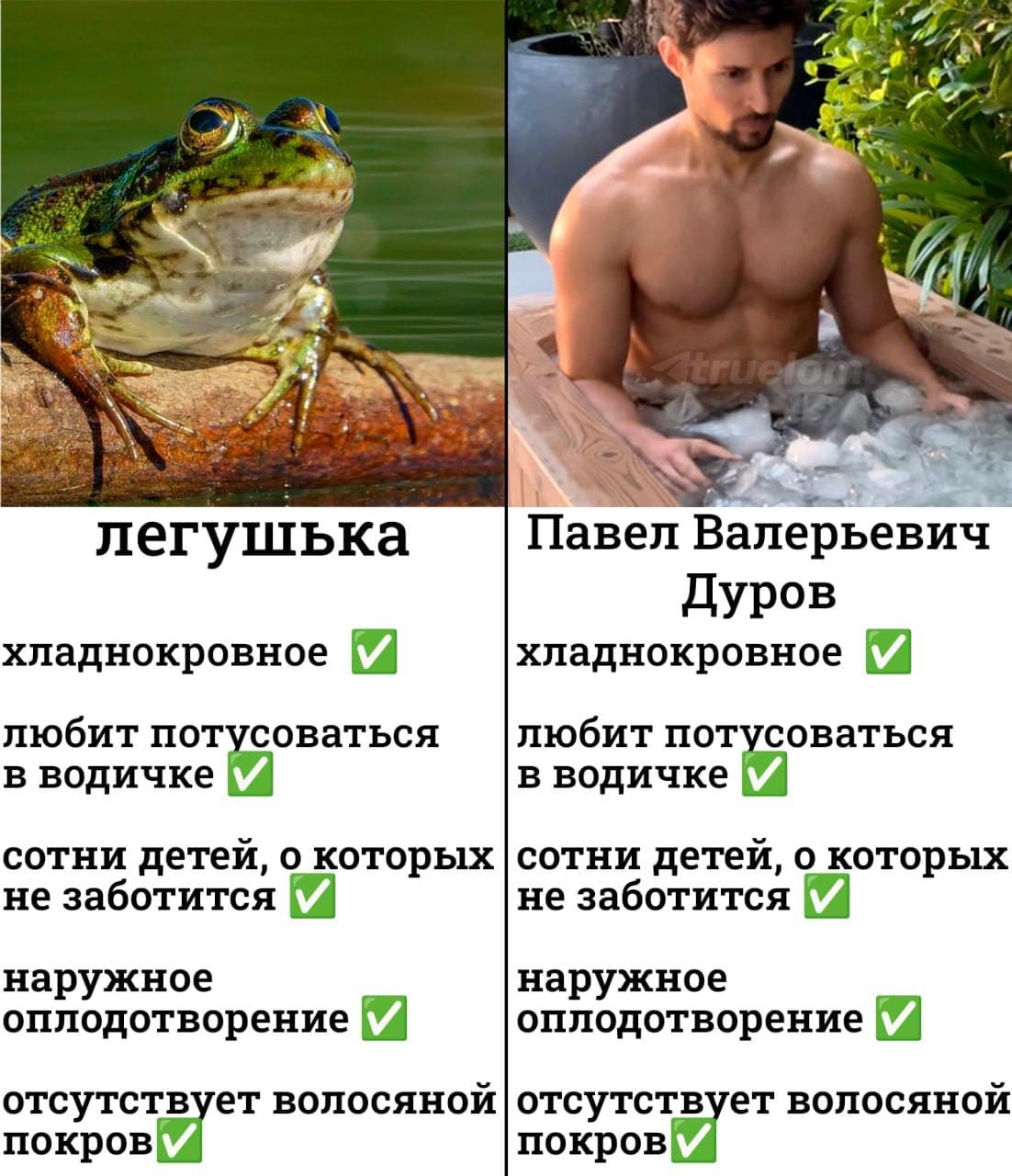 легушька хладнокровное V любит потусоваться в водичке V сотни детей, о которых не заботится наружное оплодотворение V отсутствует волосяной покров V &laquo;truelon Павел Валерьевич Дуров хладнокровное V любит потусоваться в водичке V сотни детей, о которых не заботится наружное оплодотворение V отсутствует волосяной покров V