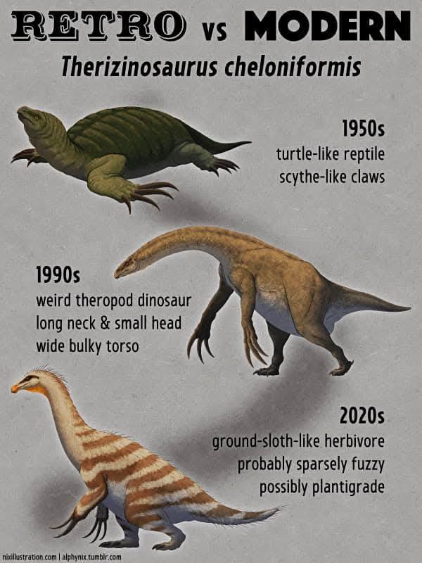 RETRO vs MODERN Therizinosaurus cheloniformis 1950s turtle-like reptile scythe-like claws 1990s weird theropod dinosaur long neck & small head wide bulky torso 2020s ground-sloth-like herbivore probably sparsely fuzzy possibly plantigrade nixillustration.com /alphynix.tumbir.com
