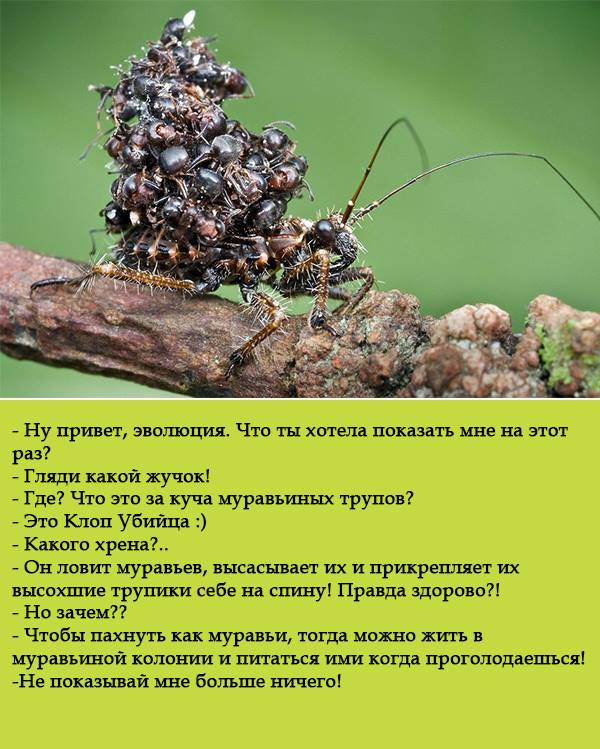 - Ну привет, эволюция. Что ты хотела показать мне на этот раз? - Гляди какой жучок! - Где? Что это за куча муравьиных трупов? - Это Клоп Убийца :) - Какого хрена?.. - Он ловит муравьев, высасывает их и прикрепляет их высохшие трупики себе на спину! Правда здорово?! - Но зачем?? - Чтобы пахнуть как муравьи, тогда можно жить в муравьиной колонии и питаться ими когда проголодаешься! -Не показывай мне больше ничего!