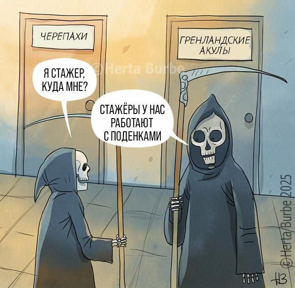 ЧЕРЕПАХИ Я СТАЖЕР, КУДА МНЕ? ГРЕНЛАНДСКИЕ АКУЛЫ terta Bu СТАЖЁРЫ У НАС РАБОТАЮТ С ПОДЕНКАМИ Herta/Burbe 2025