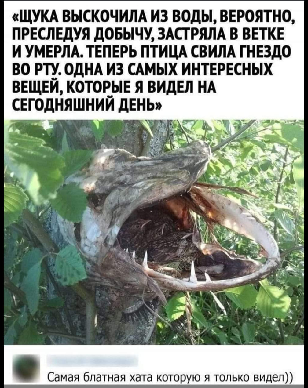 &laquo;ЩУКА ВЫСКОЧИЛА ИЗ ВОДЫ, ВЕРОЯТНО, ПРЕСЛЕДУЯ ДОБЫЧУ, ЗАСТРЯЛА В ВЕТКЕ И УМЕРЛА. ТЕПЕРЬ ПТИЦА СВИЛА ГНЕЗДО ВО РТУ. ОДНА ИЗ САМЫХ ИНТЕРЕСНЫХ ВЕЩЕЙ, КОТОРЫЕ Я ВИДЕЛ НА СЕГОДНЯШНИЙ ДЕНЬ&raquo; Самая блатная хата которую я только видел))