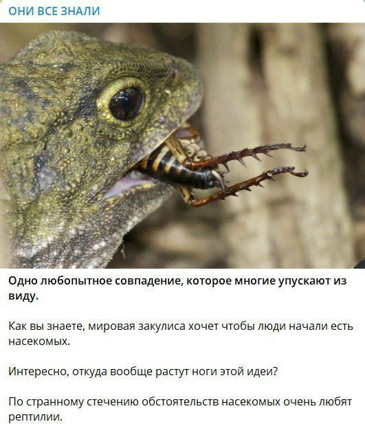 ОНИ ВСЕ ЗНАЛИ Одно любопытное совпадение, которое многие упускают из виду. Как вы знаете, мировая закулиса хочет чтобы люди начали есть насекомых. Интересно, откуда вообще растут ноги этой идеи? По странному стечению обстоятельств насекомых очень любят рептилии.