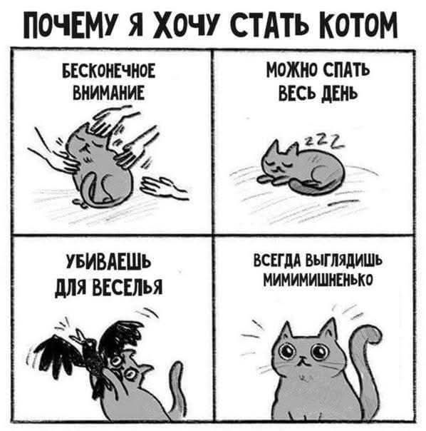 ПОЧЕМУ Я ХОЧУ СТАТЬ КОТОМ БЕСКОНЕЧНОЕ ВНИМАНИЕ МОЖНО СПАТЬ ВЕСЬ ДЕНЬ 222 УБИВАЕШЬ ДЛЯ ВЕСЕЛЬЯ ВСЕГДА ВЫГЛЯДИШЬ МИМИМИШНЕНЬКО
