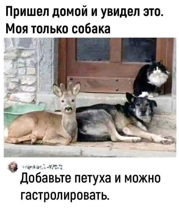 Пришел домой и увидел это. Моя только собака Добавьте петуха и можно гастролировать.