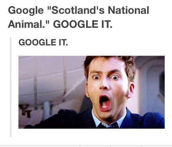 Google "Scotland's National Animal." GOOGLE IT. GOOGLE IT.