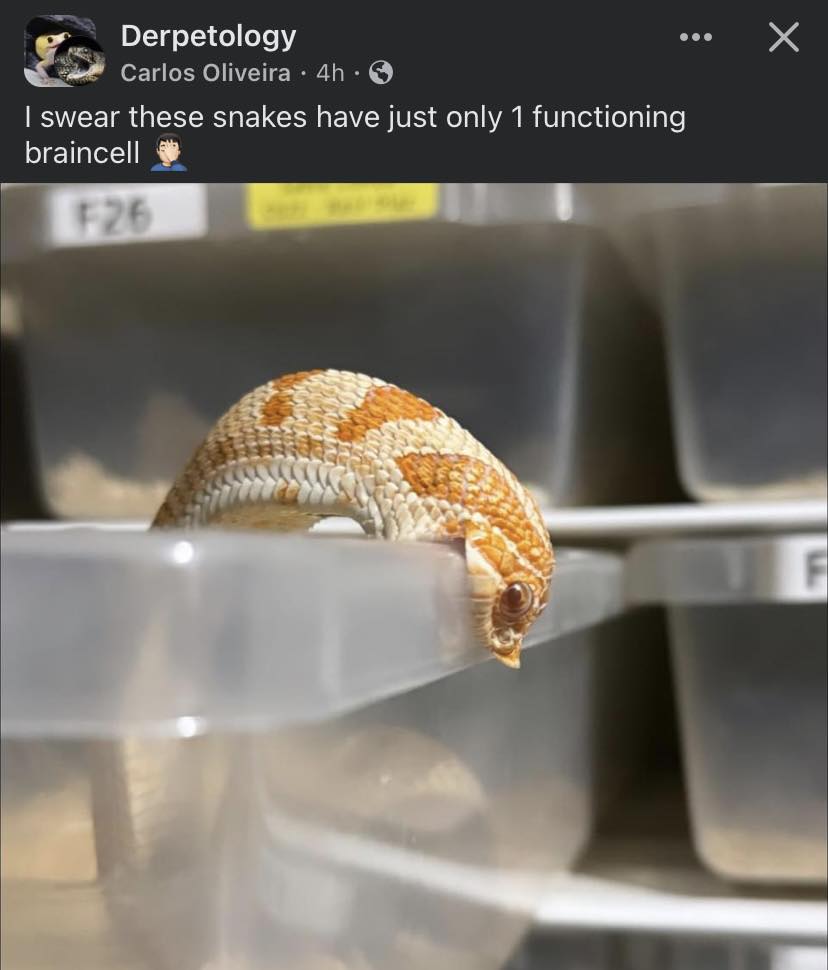 Derpetology Carlos Oliveira &bull; 4h &bull; I swear these snakes have just only 1 functioning braincell LF26 &bull; &bull;&bull;