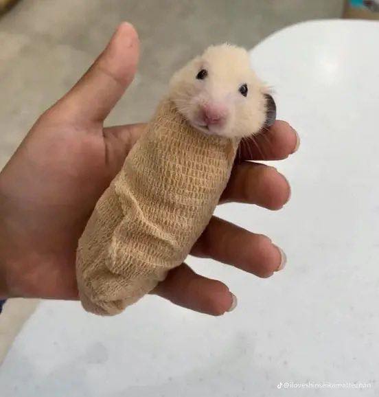 @iloveshinsesamaiterman