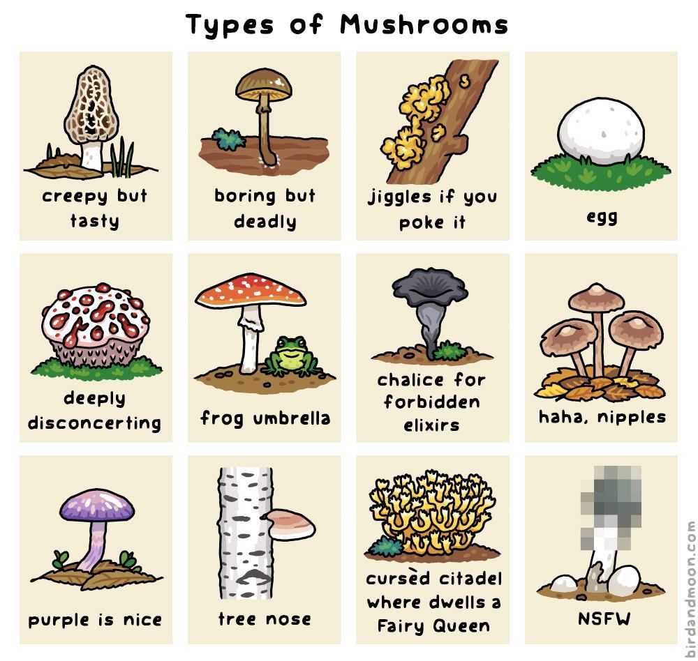 Types of Mushrooms creepy but tasty boring but deadly Jiggles if you poke it egg deeply disconcerting frog umbrella chalice for forbidden elixirs haha, nipples purple is nice tree nose cursed citadel where dwells a Fairy Queen NSFW birdandmoon.com