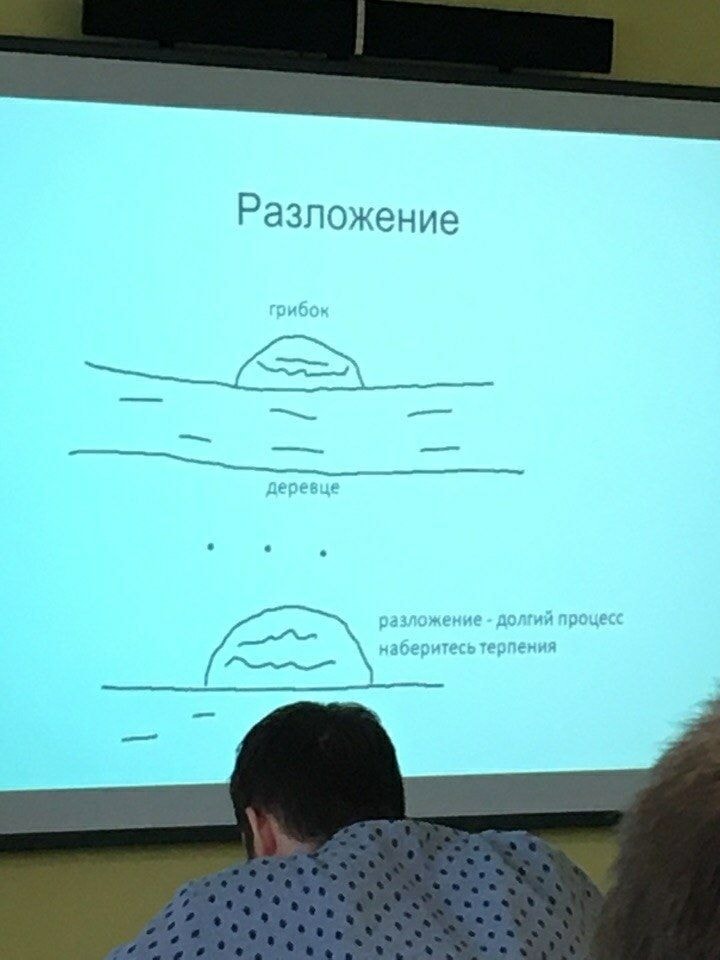 Разложение грибок деревце разложение - долгий процесс наберитесь терпения - -