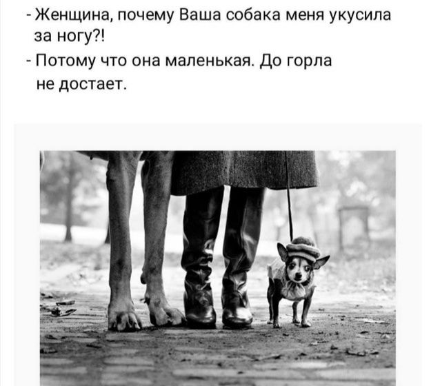 - Женщина, почему Ваша собака меня укусила за ногу?! - Потому что она маленькая. До горла не достает.