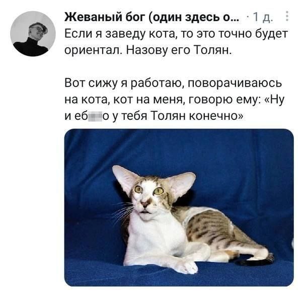 Жеваный бог (один здесь о... &bull; 1 д. : Если я заведу кота, то это точно будет ориентал. Назову его Толян. Вот сижу я работаю, поворачиваюсь на кота, кот на меня, говорю ему: &laquo;Ну и еб о у тебя Толян конечно&raquo;