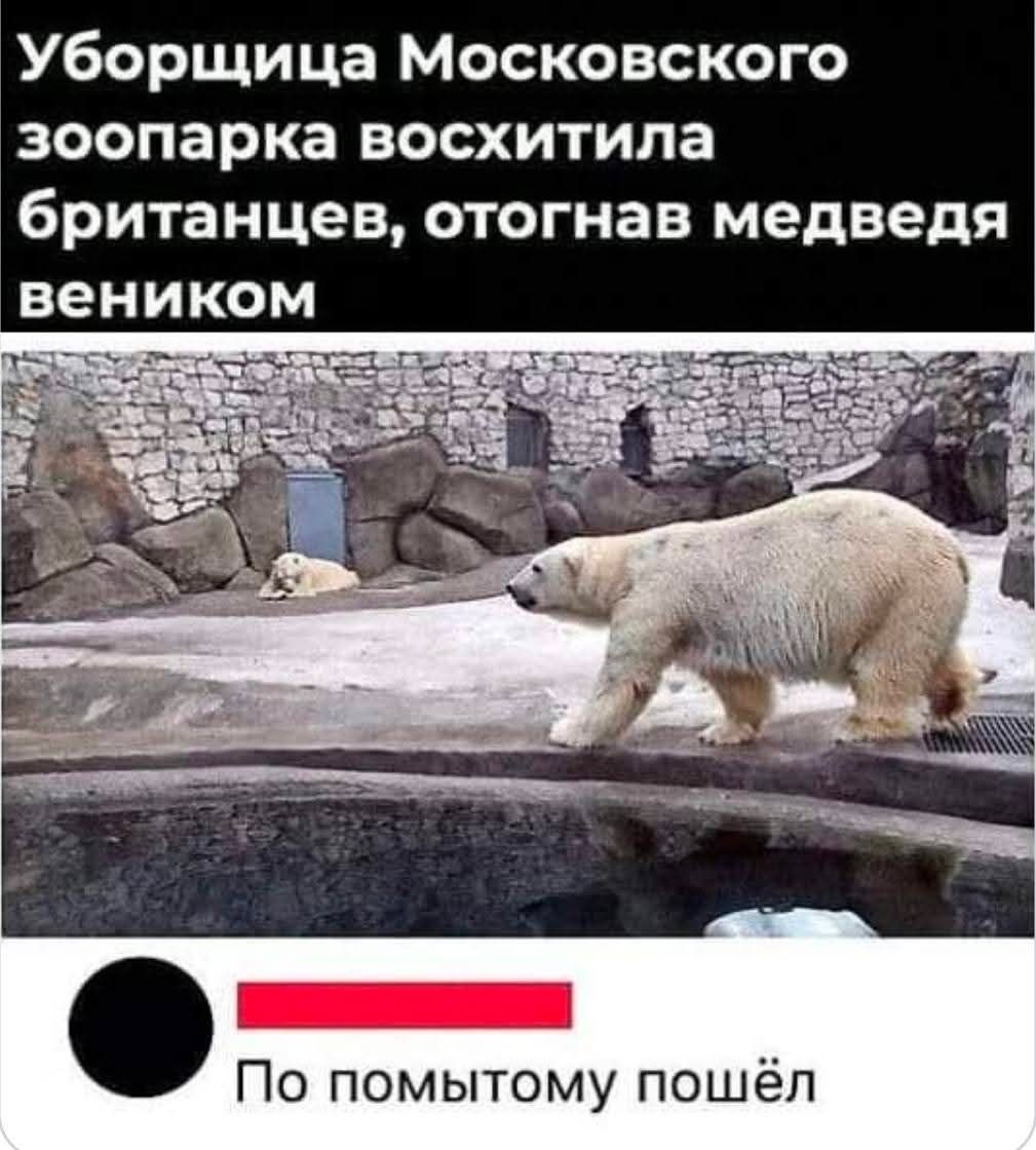 Уборщица Московского зоопарка восхитила британцев, отогнав медведя веником По помытому пошёл