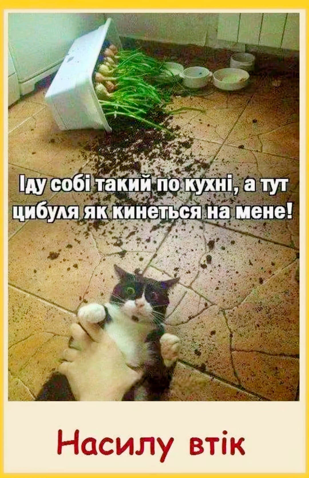 Гау собі такий по кухні, а тут цибуля як кинеться на мене! Насилу втік