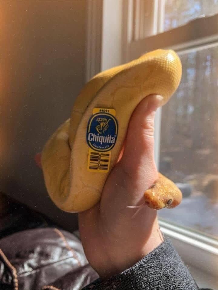 14011 Chiquita