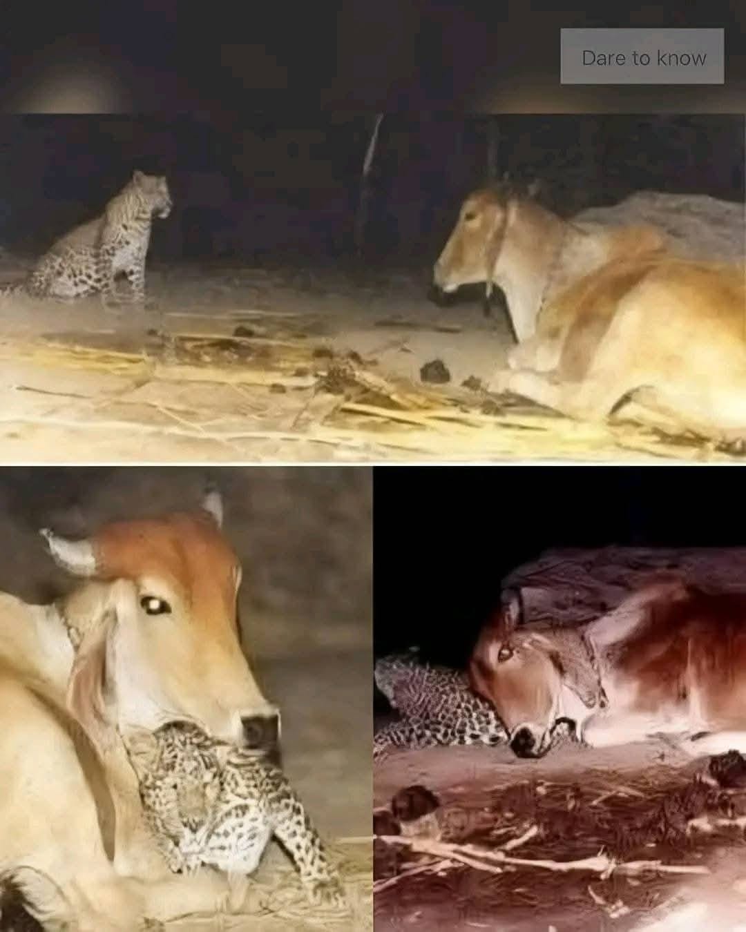 Dare to know