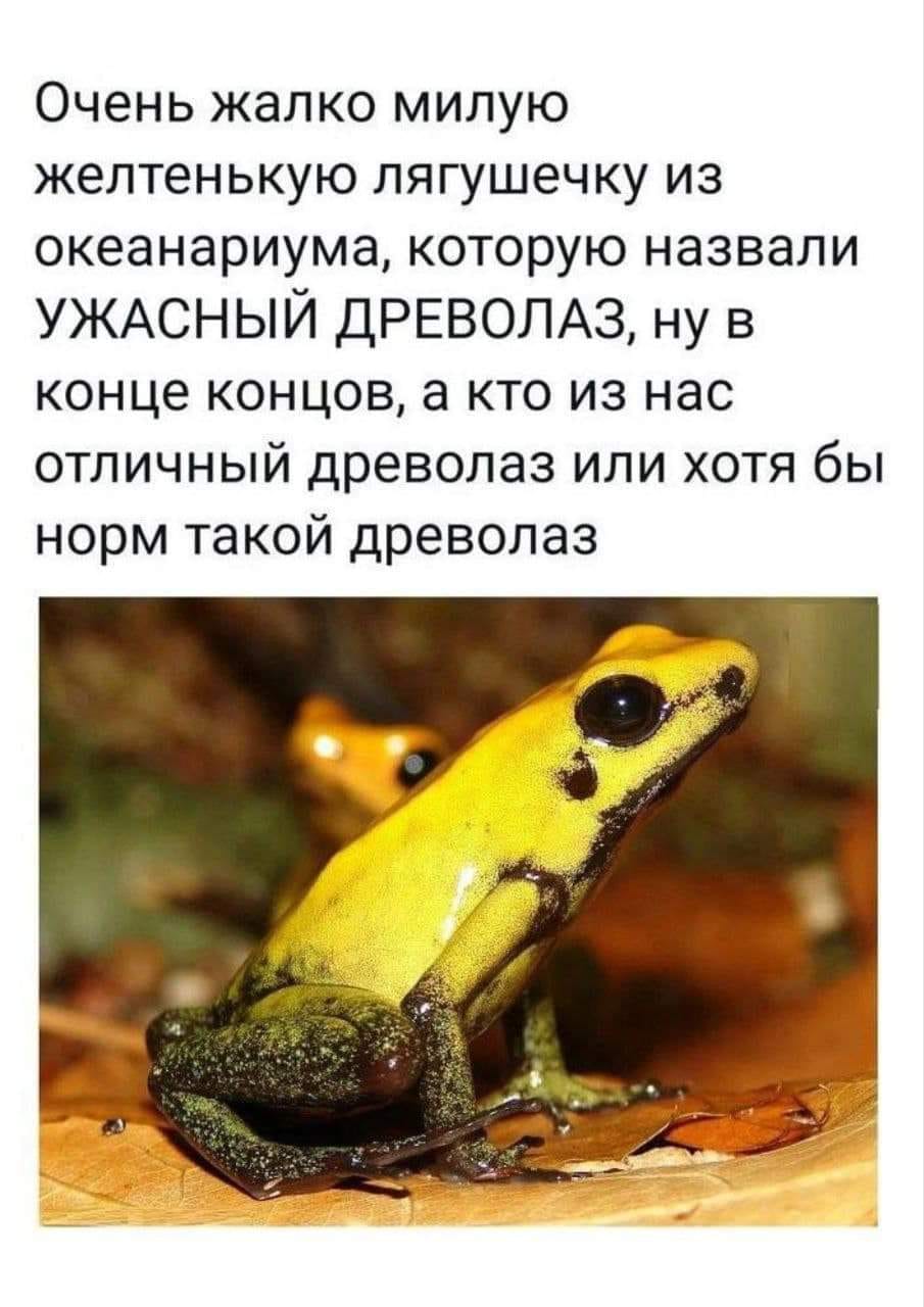 Очень жалко милую желтенькую лягушечку из океанариума, которую назвали УЖАСНЫЙ ДРЕВОЛАЗ, ну в конце концов, а кто из нас отличный древолаз или хотя бы норм такой древолаз