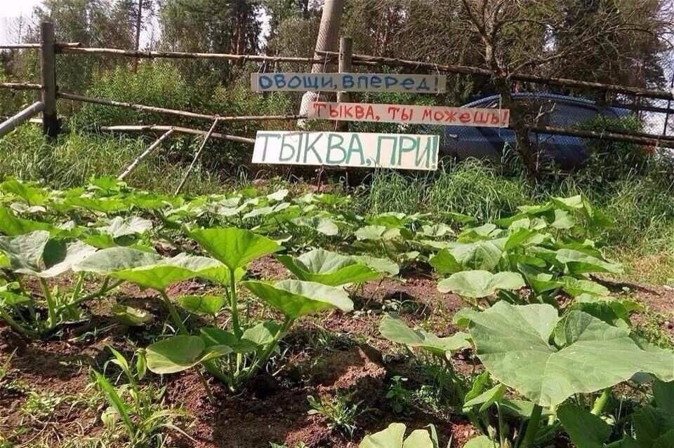 овощи, вперед! ТЫКВА, ты можеШь! ТЫКВА,ПРИ!