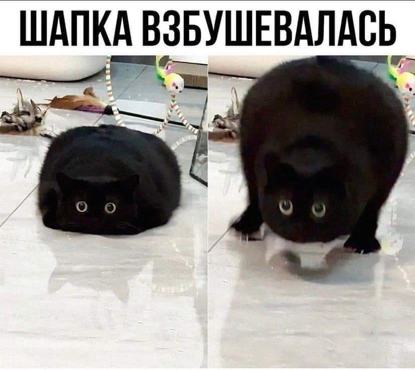 ШАПКА ВЗБУШЕВАЛАСЬ