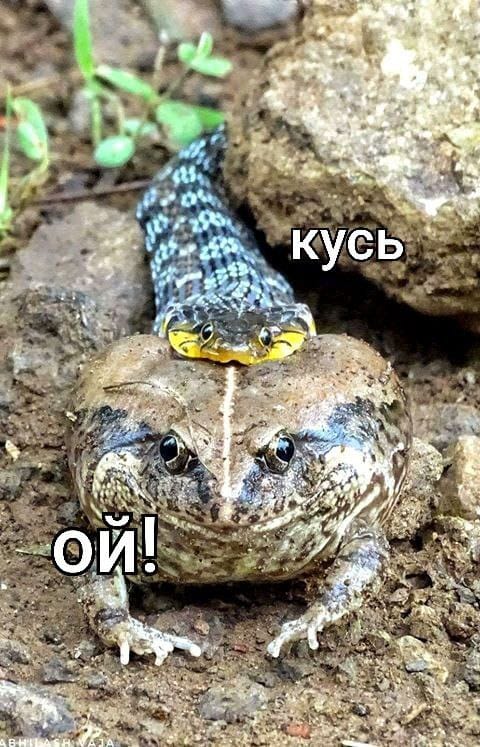 кусь іно