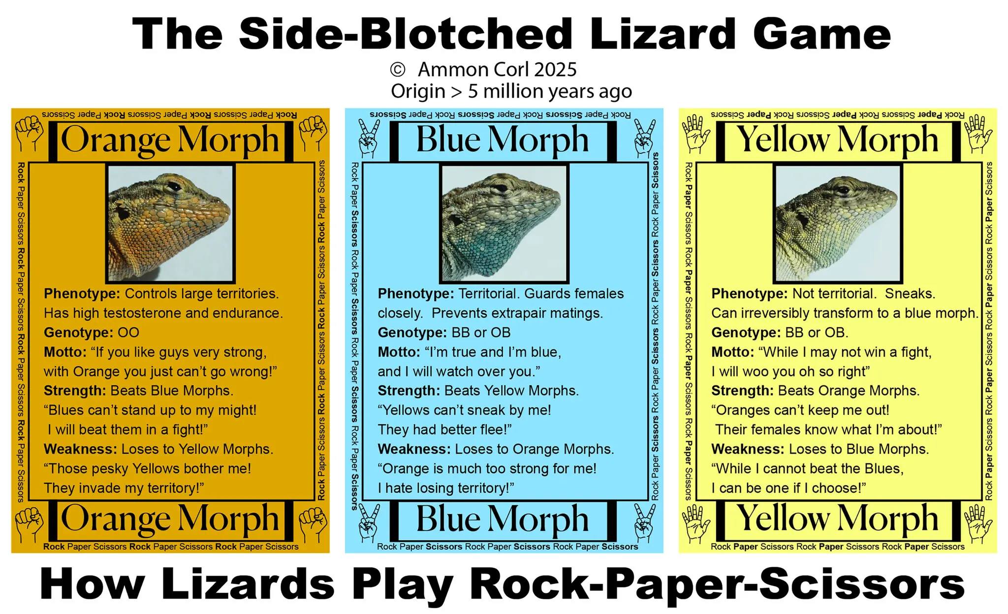 The Side-Blotched Lizard Game Ammon Corl 2025 Origin > 5 million years ago Rock Paper Scissors Rock Paper Scissors Rock Paper Scissors Orange Morph Blue Morph Rock Paper Scissors Rock Paper Scissors Rock Paper Scissors Yellow Morph Phenotype: Controls large territories. Has high testosterone and endurance. Genotype: 00 Motto: "If you like guys very strong, with Orange you just can't go wrong!" Strength: Beats Blue Morphs. "Blues can't stand up to my might! I will beat them in a fight!" Weakness: Loses to Yellow Morphs. "Those pesky Yellows bother me! They invade my territory!" Rock Paper Scissors Rock Paper Scissors Rock Paper Scissors Rock Paper Scissors Phenotype: Territorial. Guards females closely. Prevents extrapair matings. Genotype: BB or OB Motto: "I'm true and I'm blue, and I will watch over you." Strength: Beats Yellow Morphs. "Yellows can't sneak by me! They had better flee!" Weakness: Loses to Orange Morphs. "Orange is much too strong for me! I hate losing territory!" Rock Paper Scissors Rock Paper Scissors Rock Paper Scissors Rock Paper Scissors Rock Paper Scissors Rock Paper Scissors Rock Paper Scissors Rock Paper Scissors Phenotype: Not territorial. Sneaks. Can irreversibly transform to a blue morph Genotype: BB or OB. Motto: "While I may not win a fight, I will woo you oh so right" Strength: Beats Orange Morphs. "Oranges can't keep me out! Their females know what I'm about!" Weakness: Loses to Blue Morphs. "While I cannot beat the Blues, I can be one if I choose!" Orange Morph Blue Morph Yellow Morph Rock Paper Scissors Rock Paper Scissors Rock Paper Scissors Rock Paper Scissors Rock Paper Scissors Rock Paper Scissors Rock Paper Scissors Rock Paper Scissors Rock Paper Scissors How Lizards Play Rock-Paper-Scissors Rock Paper Scissors Rock Paper Scissors Rock Paper Scissors Rock Paper Scissors