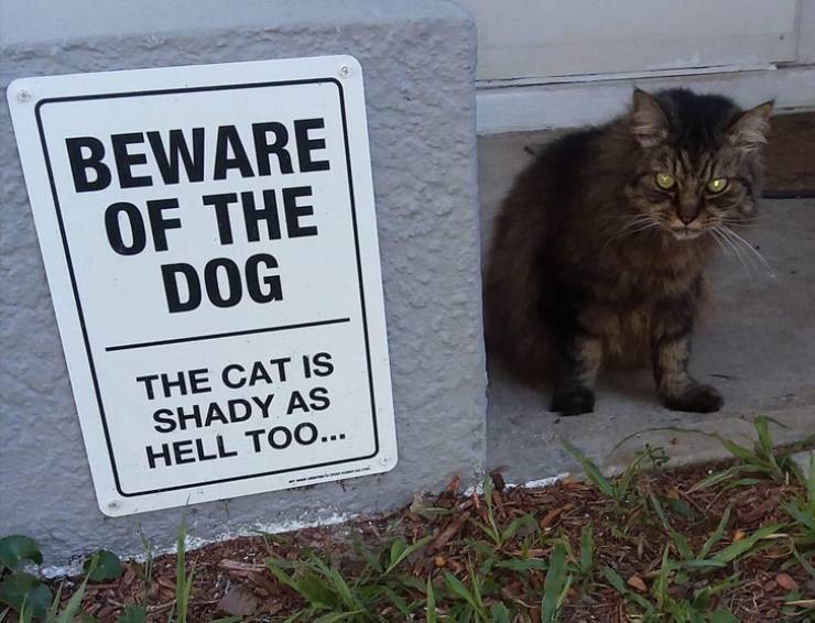 BEWARE OF THE DOG THE CAT IS SHADY AS HELL TOO...