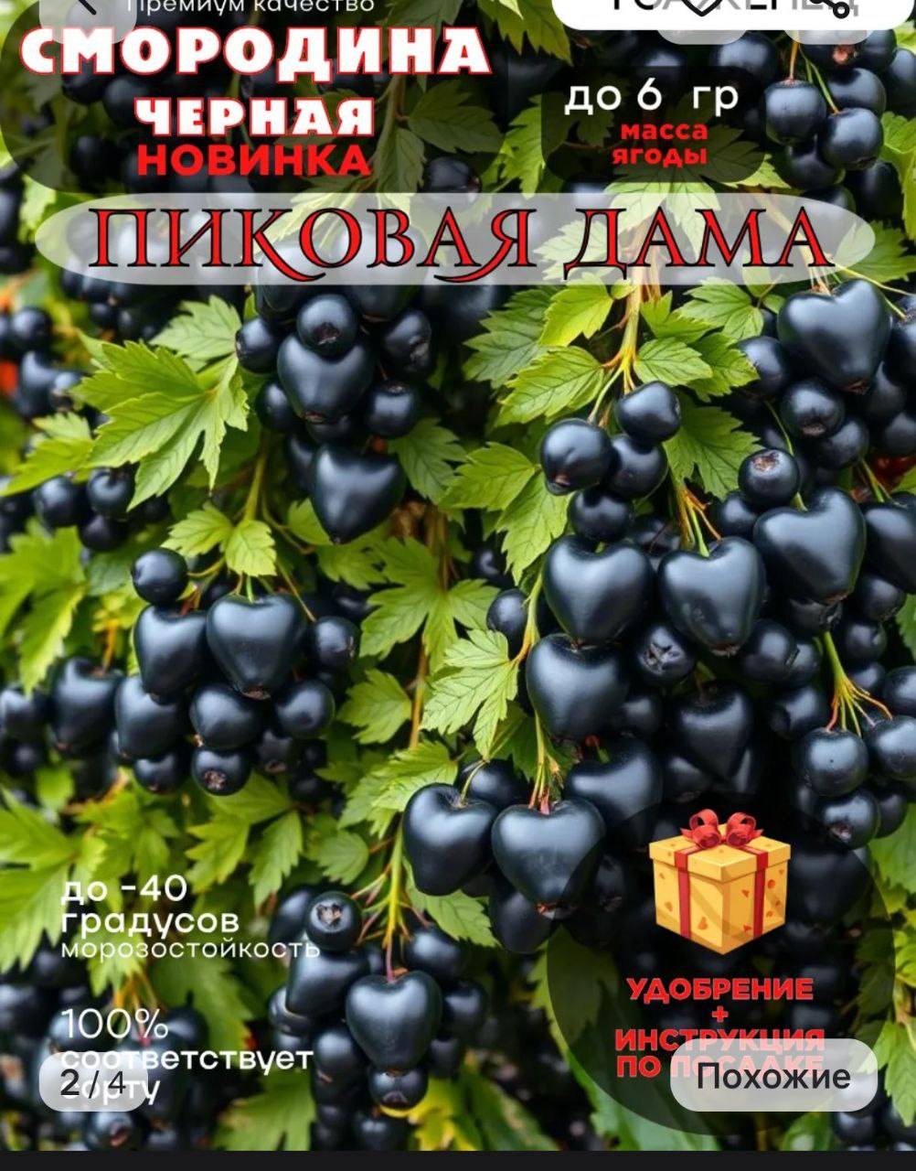 СМОРОДИНА ЧЕРНАЯ до 6 гр масса НОВИНКА ягоды ПИКОВАЯ ДАМА до -40 градусов морозостойкость 100% &bull; тветствует 21AY УДОБРЕНИЕ + ИНСТРУКЦИЯ по Похожие