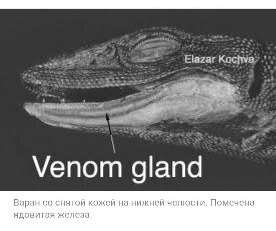 Elazar Kochva Venom gland Варан со снятой кожей на нижней челюсти. Помечена ядовитая железа.