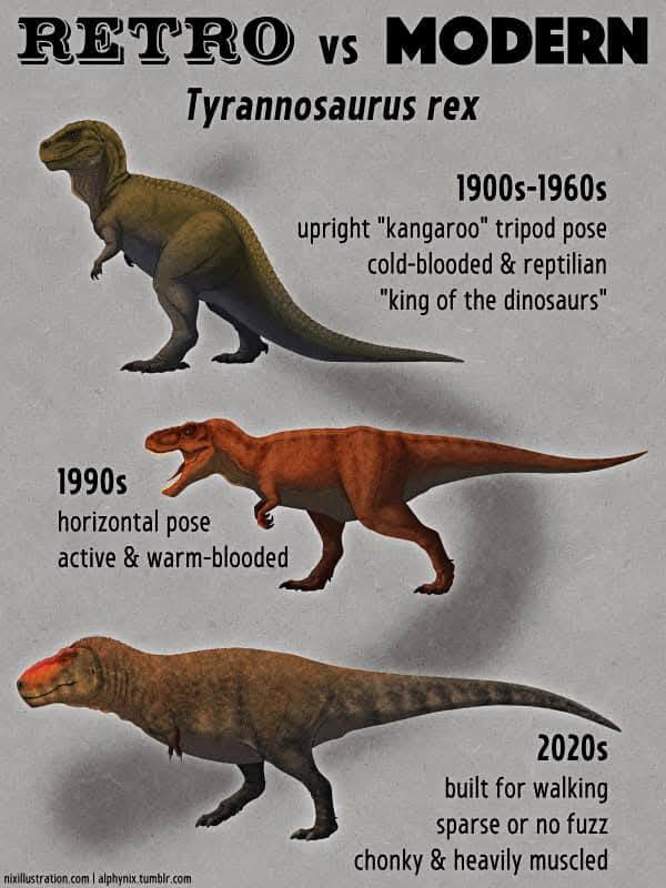 RETRO vs MODERN Tyrannosaurus rex 1900s-1960s upright "kangaroo" tripod pose cold-blooded & reptilian "king of the dinosaurs" 1990s horizontal pose active & warm-blooded 2020s built for walking sparse or no fuzz chonky & heavily muscled nixillustration.com |alphynix.tumbir.com