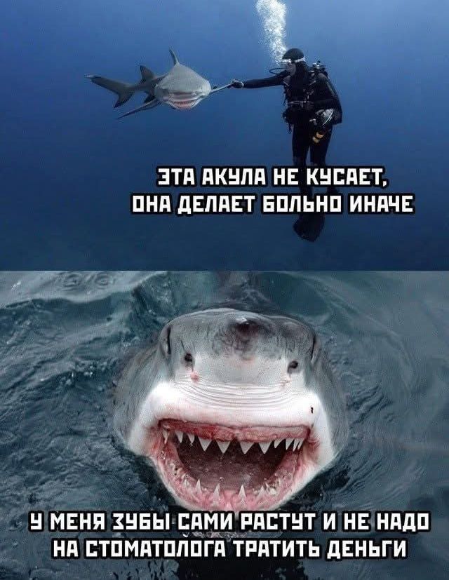 ЭТА АКУЛА НЕ КУСАЕТ, ОНА ДЕЛАЕТ БОЛЬНО ИНАЧЕ У МЕНЯ ЗУБЫ САМИ РАСТУТ И НЕ НАДО НА СТОМАТОЛОГА ТРАТИТЬ ДЕНЬГИ