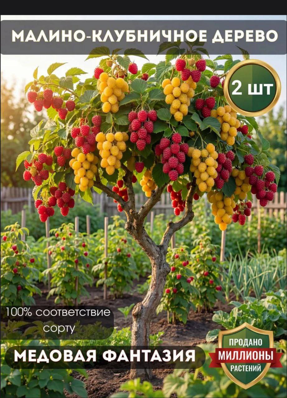 МАЛИНО-КЛУБНИЧНОЕ ДЕРЕВО 2 шт 100% соответствие сорту МЕДОВАЯ ФАНТАЗИЯ ПРОДАНО МИЛЛИОНЫ РАСТЕНИЙ