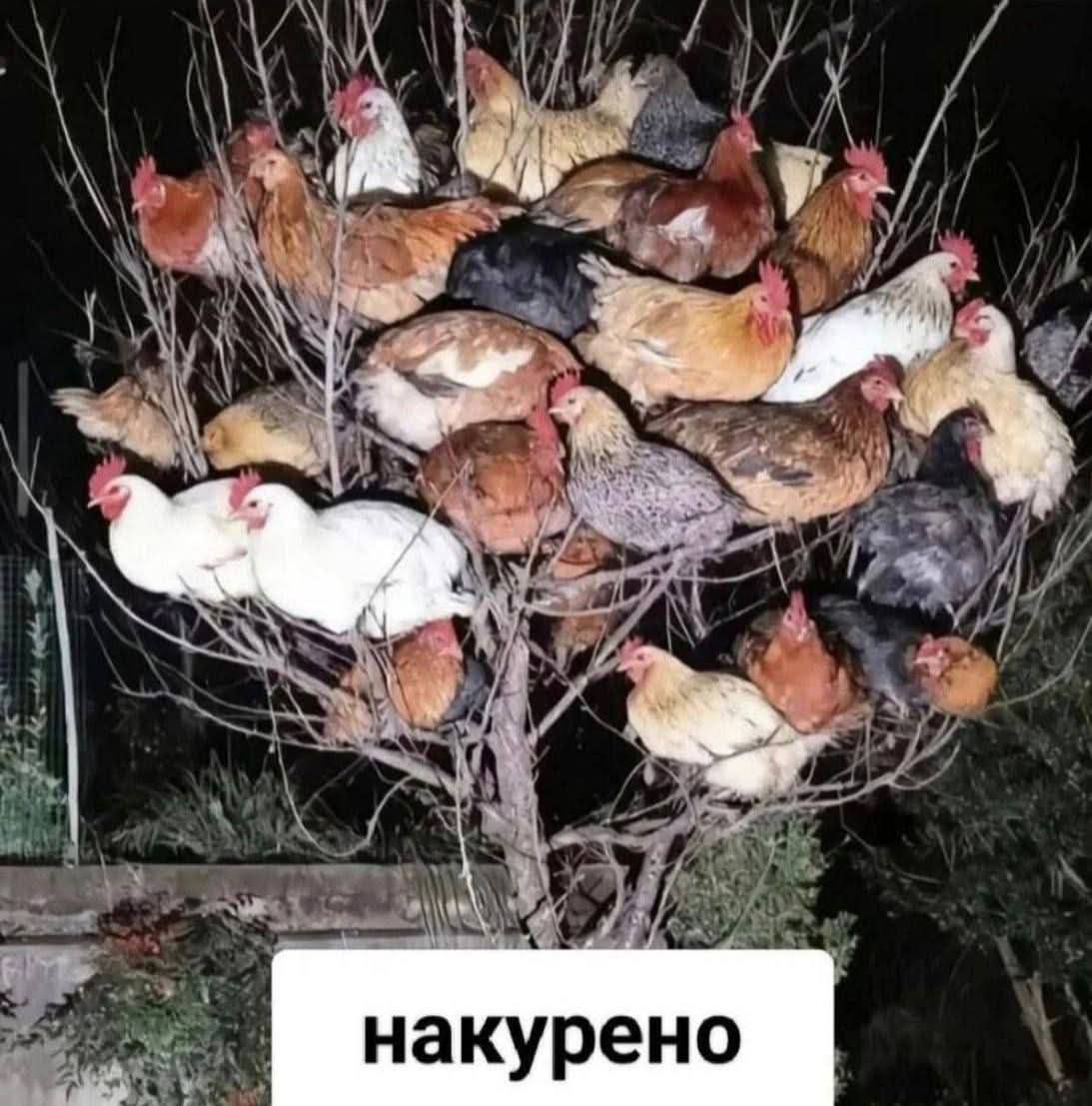 накурено