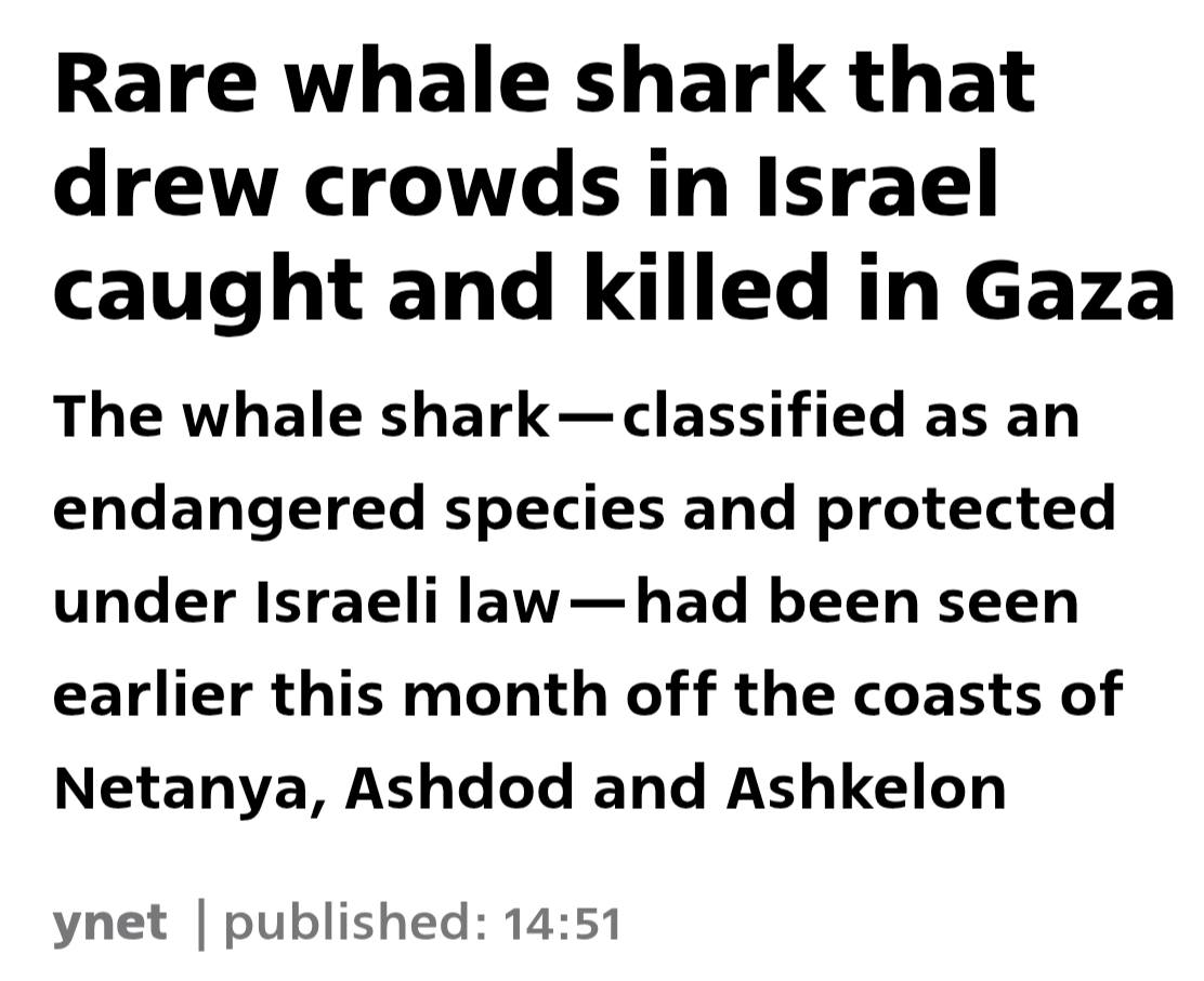 Rare whale shark that drew crowds in Israel caught and killed in Gaza The whale shark— classified as an endangered species and protected under Israeli law — had been seen earlier this month off the coasts of Netanya, Ashdod and Ashkelon ynet | published: 14:51