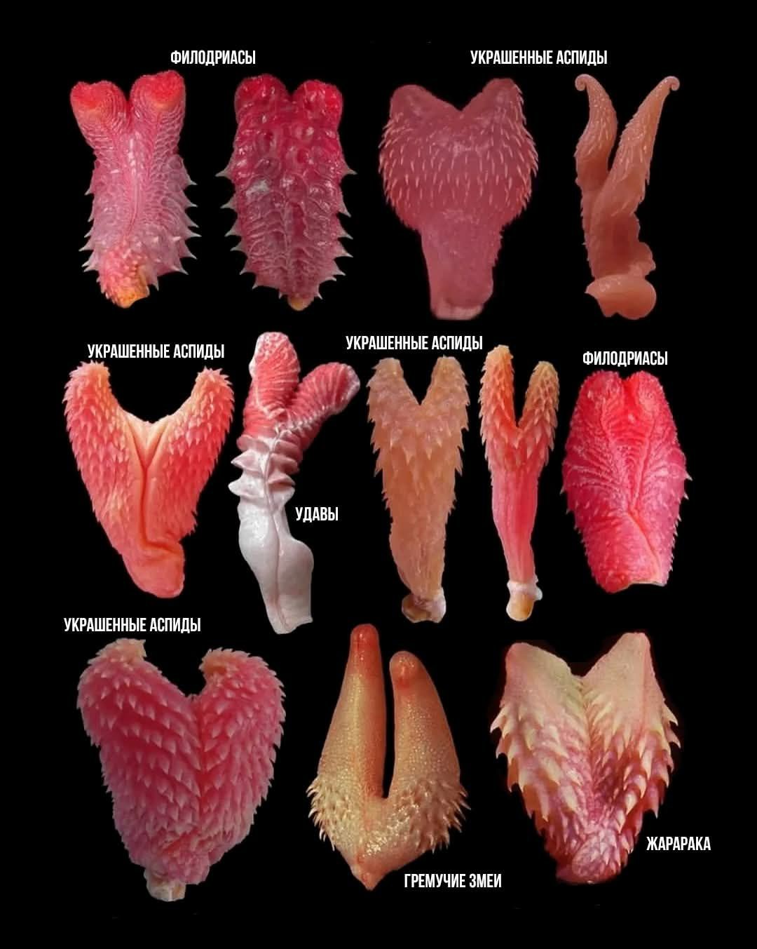 ФИЛОДРИАСЫ УКРАШЕННЫЕ АСПИДЫ УКРАШЕННЫЕ АСПИДЫ ФИЛОДРИАСЫ УДАВЫ УКРАШЕННЫЕ АСПИДЫ ЖАРАРАКА ГРЕМУЧИЕ ЗМЕИ