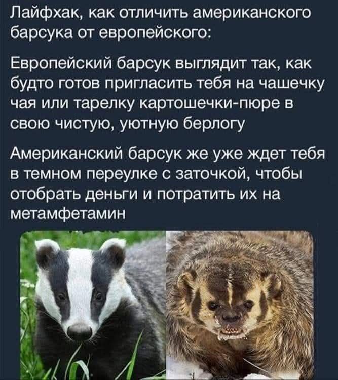 Лайфхак, как отличить американского барсука от европейского: Европейский барсук выглядит так, как будто готов пригласить тебя на чашечку чая или тарелку картошечки-пюре в свою чистую, уютную берлогу Американский барсук же уже ждет тебя в темном переулке с заточкой, чтобы отобрать деньги и потратить их на метамфетамин