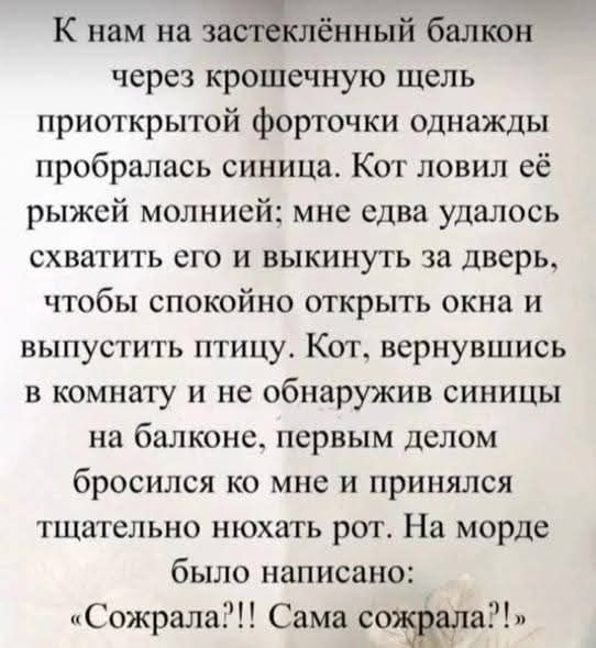 К нам на застеклённый балкон через крошечную щель приоткрытой форточки однажды пробралась синица. Кот ловил её рыжей молнией; мне едва удалось схватить его и выкинуть за дверь, чтобы спокойно открыть окна и выпустить птицу. Кот, вернувшись в комнату и не обнаружив синицы на балконе, первым делом бросился ко мне и принялся тщательно нюхать рот. На морде было написано: &laquo;Сожрала?!! Сама сожрала?!&raquo;