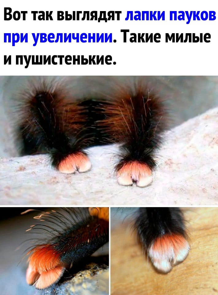 Вот так выглядят лапки пауков при увеличении. Такие милые и пушистенькие.