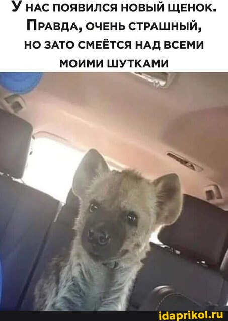 У НАС ПОЯВИЛСЯ НОВЫЙ ЩЕНОК. ПРАВДА, ОЧЕНЬ СТРАШНЫЙ, НО ЗАТО СМЕЁТСЯ НАД ВСЕМИ МОИМИ ШУТКАМИ idaprikol.ru