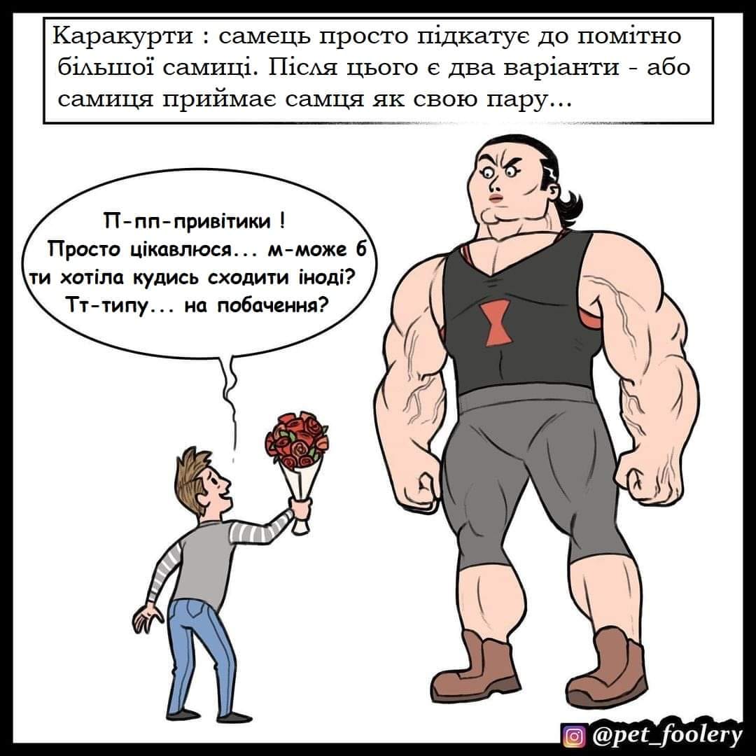 Каракурти : самець просто підкатує до помітно більшої самиці. Після цього є два варіанти - або самиця приймає самця як свою пару... П- пп-привітики ! Просто цікавлюся... м-може 6 ти хотіла кудись сходити іноді? Тт-типу... на побачення? @pet_foolery